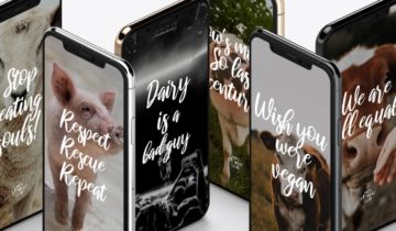 vegan-wallpaper-iphone-handy-hintergrund-quotes